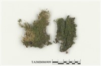 藏品(小多枝苔)的圖片